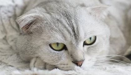 【速报】明星在深夜遭遇猛料引发联想,pixiv全网炸锅,详情围观